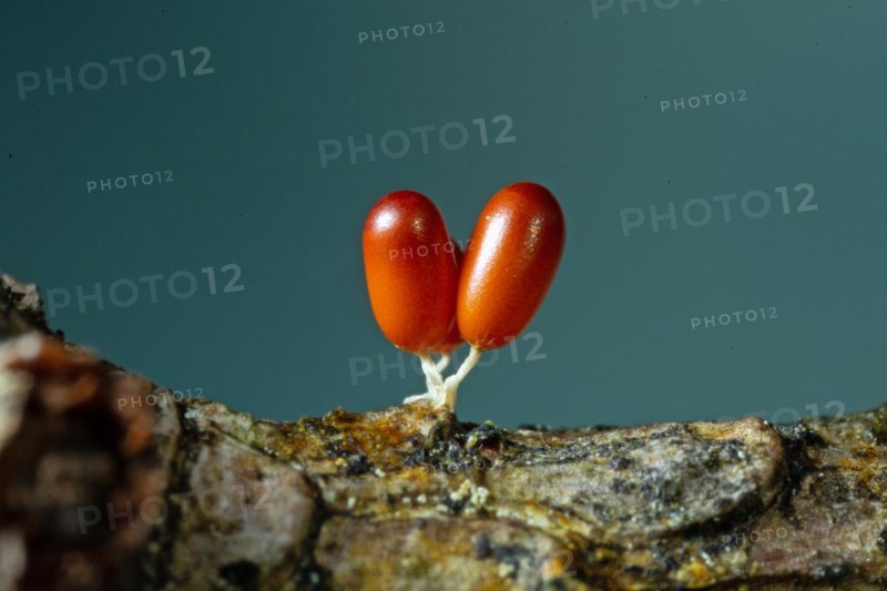 Lion fruit three fruiting bodies with white stems and club-shaped reddish-brown fruit capsules next to each other on tree trunk against blue sky