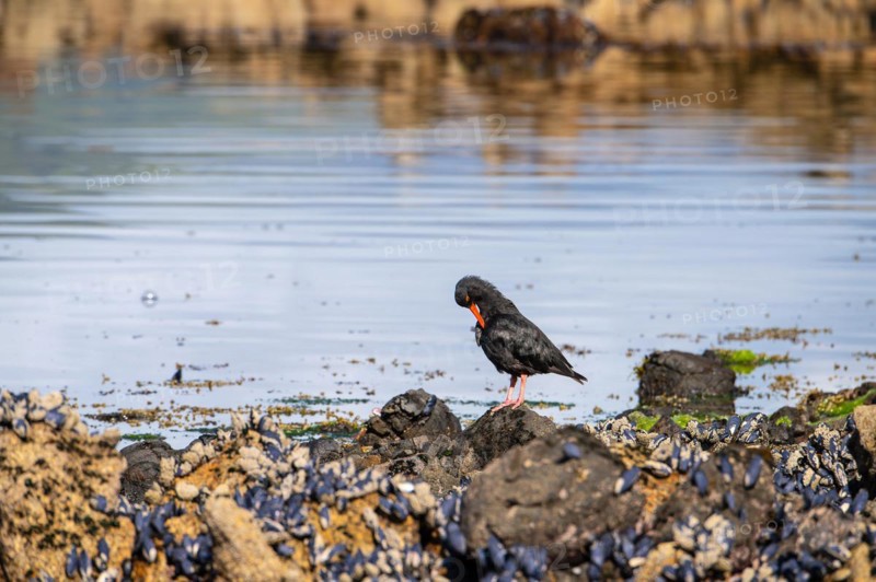 Variable oystercatcher