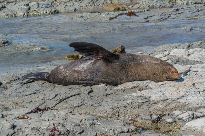New Zealand fur seal