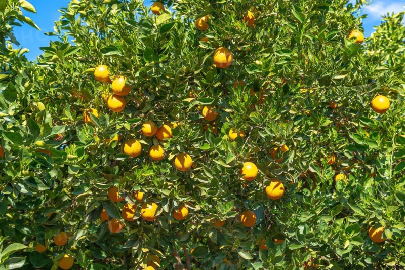 Orange plantation