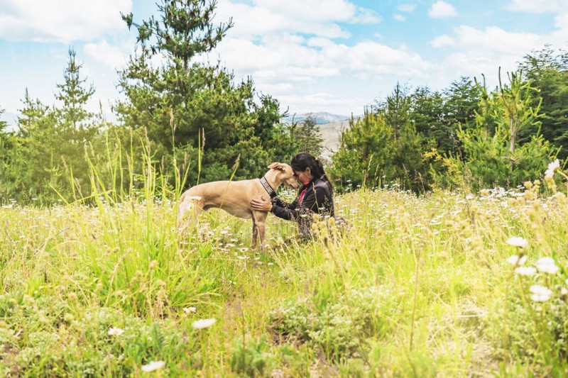 Woman with her greyhound dog in the mountains. Friendship between dog and pet owner
