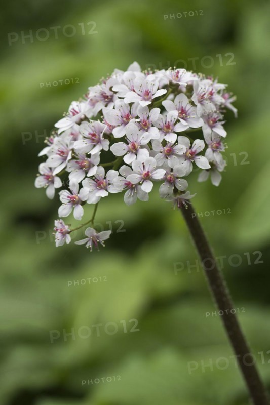 Indian rhubarb