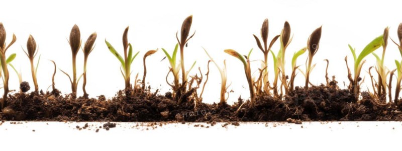 Seamless tileable cross section row of budding sprouts of new growth out of soil on a white background