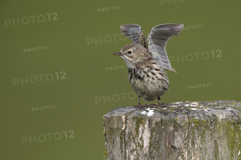 Meadow pipit