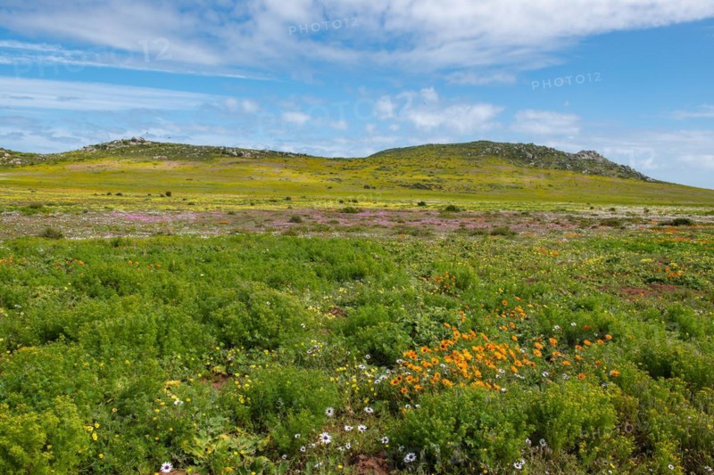 Postberg Section