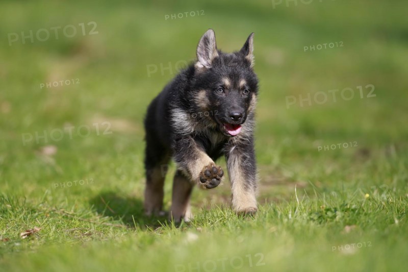 German shepherd domestic dog