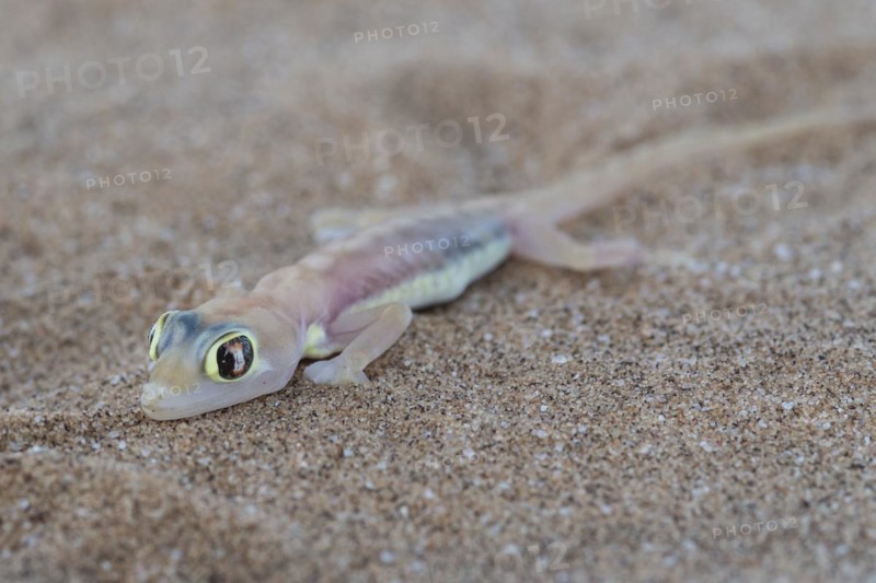 Namib sand gecko