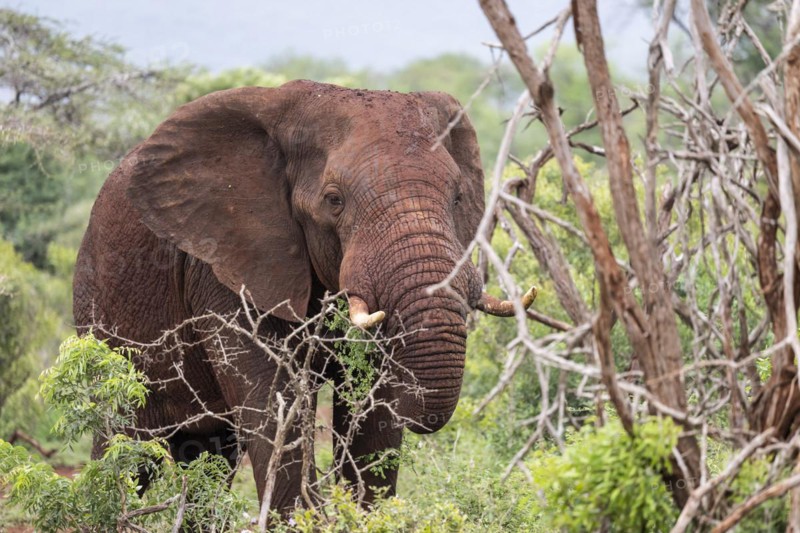 African elephant