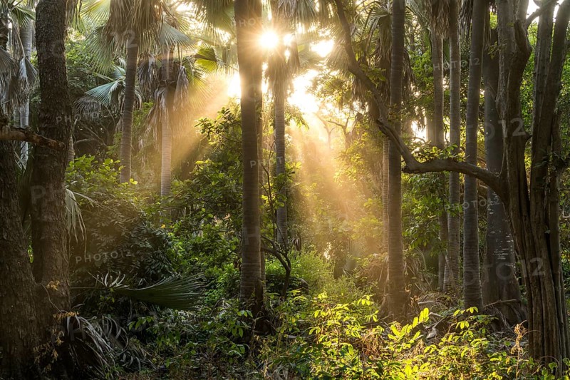 Sunbeams in the jungle
