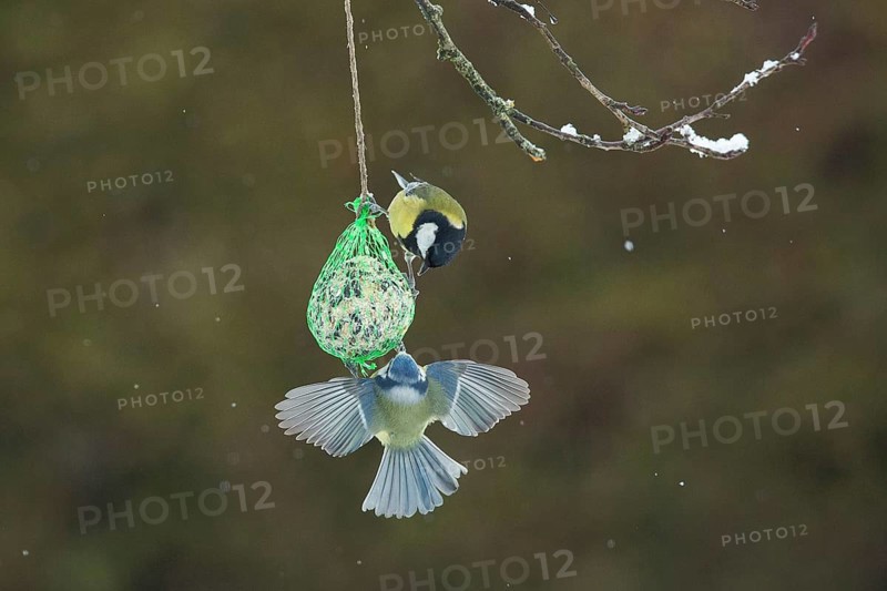 Blue tit with open wings hanging on titmouse dumpling looking up from behind at great tit
