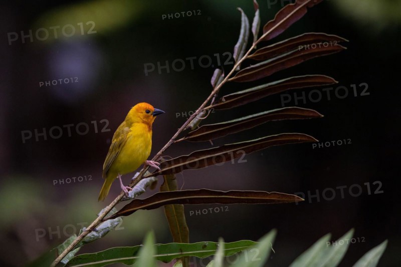 Yellow weaver bird