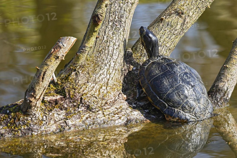 Yellow-bellied turtle