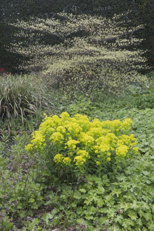 Marsh spurge