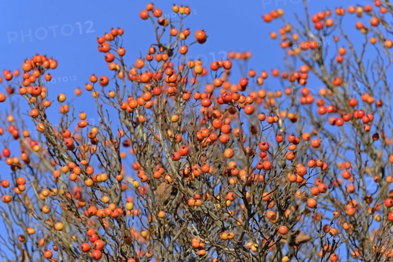 Deciduous tree