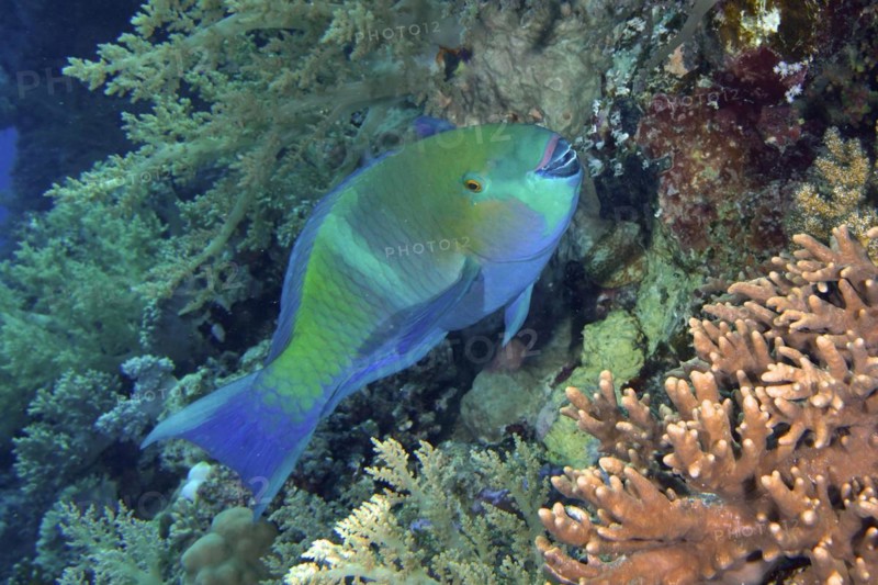 Rusty parrotfish