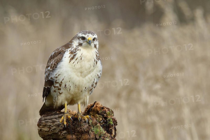 Common steppe buzzard