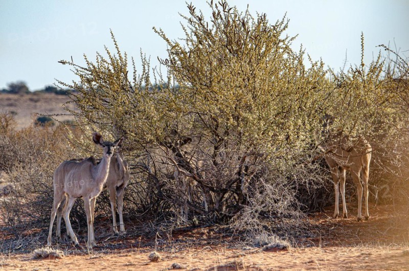 Kalahari