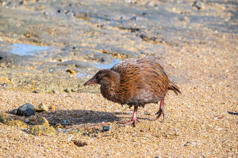 Weka