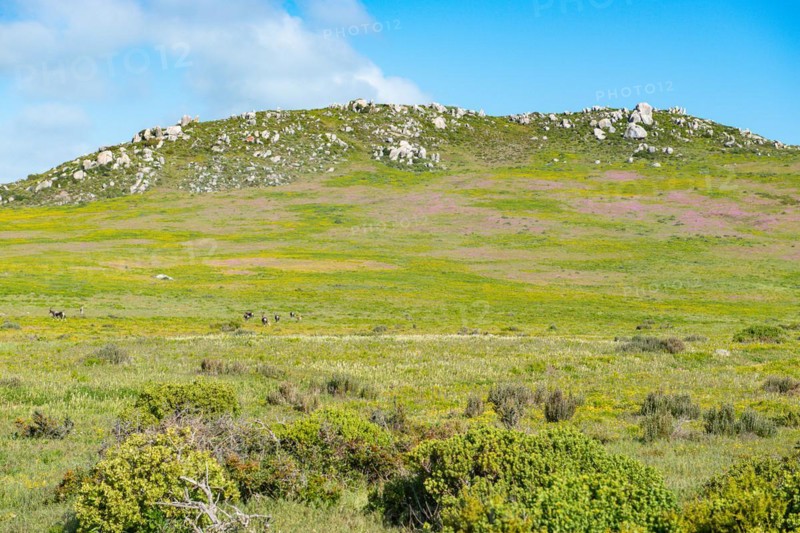 Postberg Section