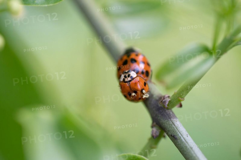 Ladybird