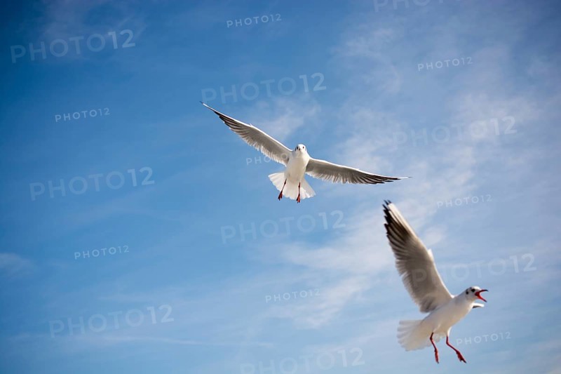 Pair of seagulls flying in the sky background