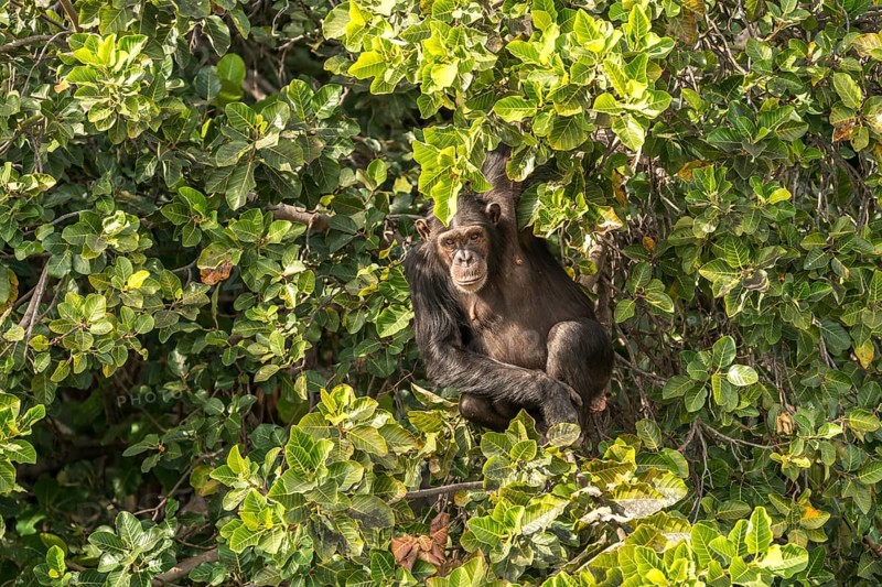 Chimpanzee on Baboon Island
