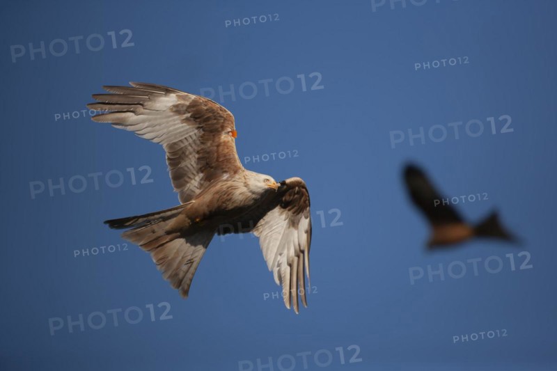 Red kite