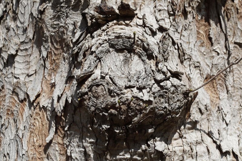 Tree trunk with bark and burl