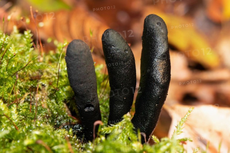 Long-stemmed wood club three club-shaped blackish fruiting bodies next to each other in front of brown autumn leaves in green moss