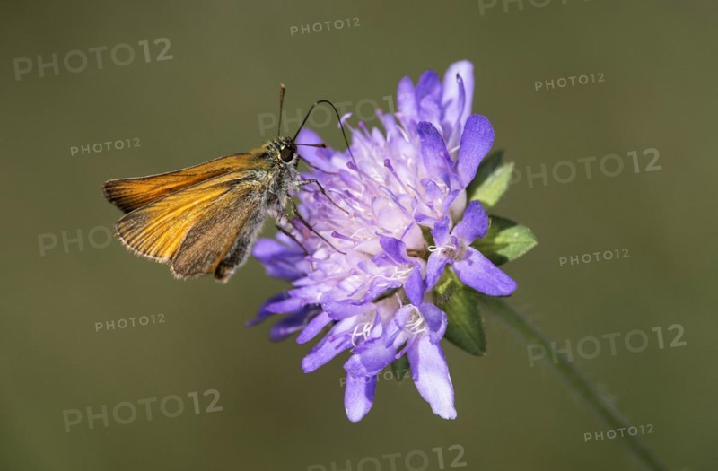 Small skipper
