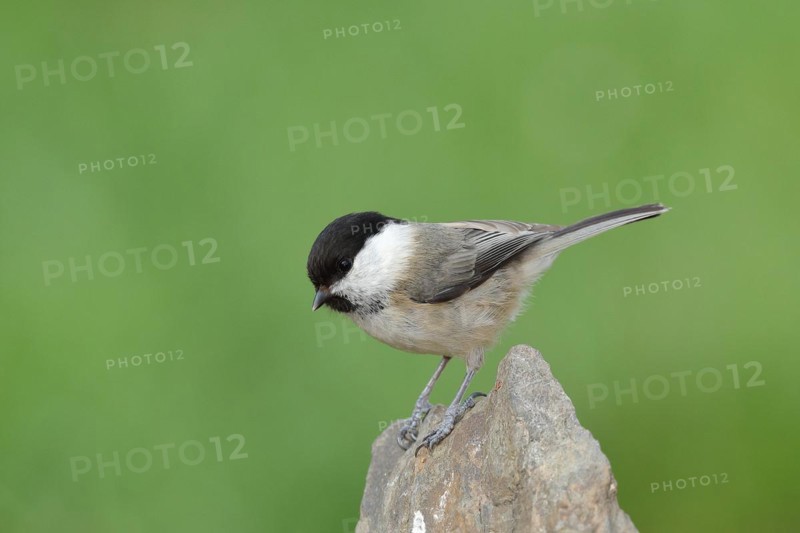 Willow Tit