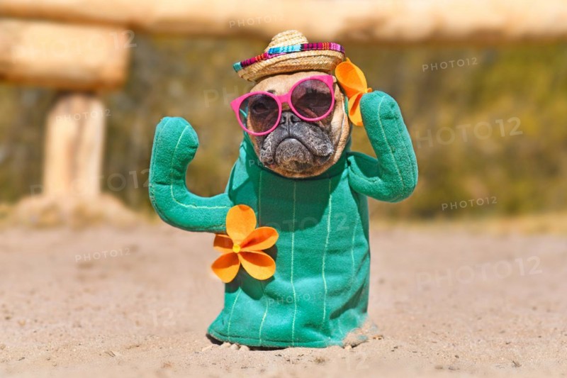 Funny French Bulldog dog dressed up with cactus costume with fake arms and orange flowers wearing summer straw hat and pink sunglasses standing on sandy ground