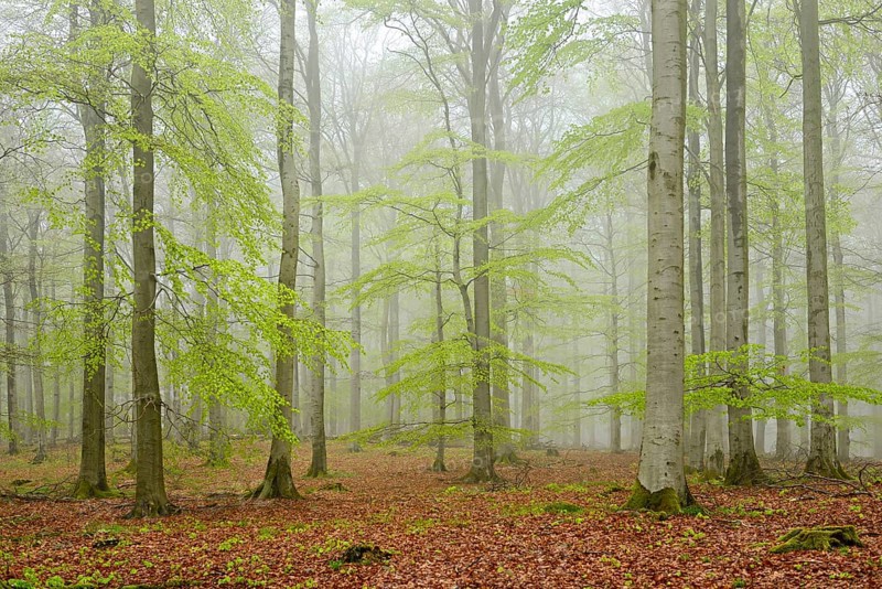 Beech forest with mist in early spring