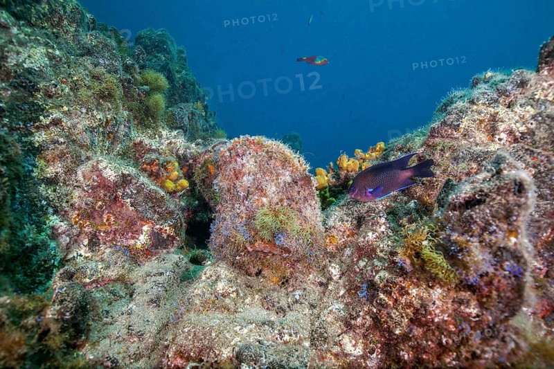Neon damselfish