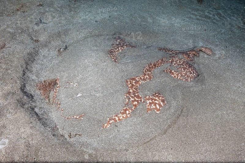 Marbled electric ray