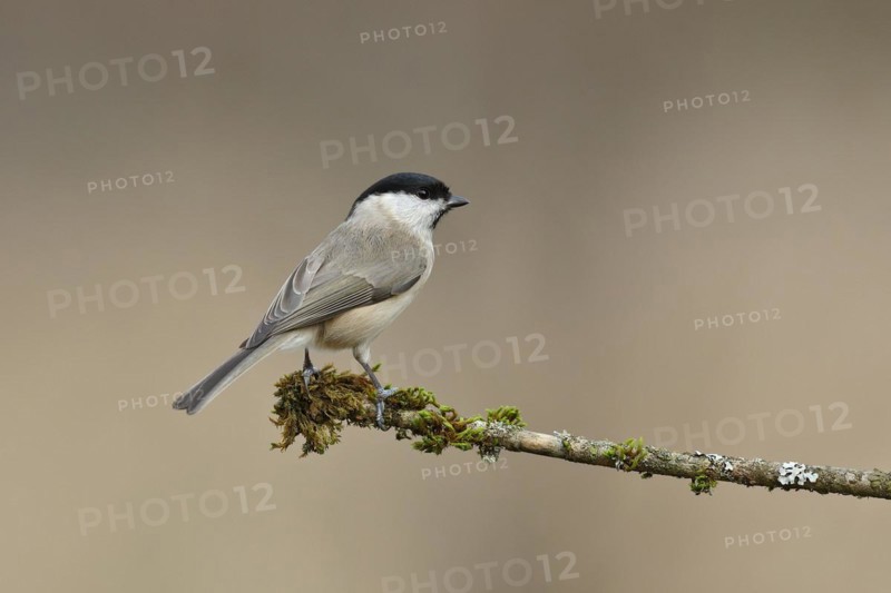Willow Tit