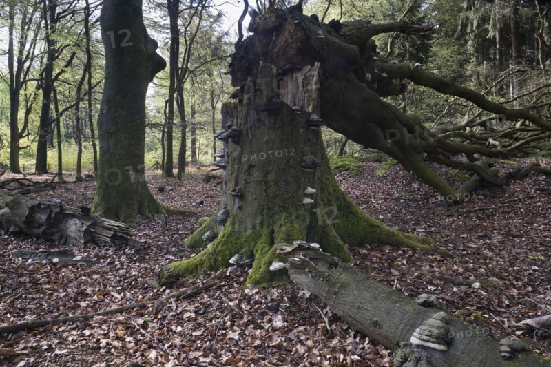 Dead copper beech
