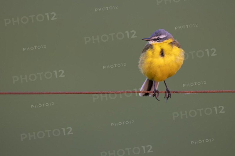 Yellow Wagtail