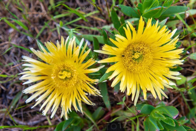Midday flower