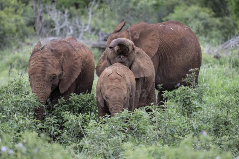African elephant