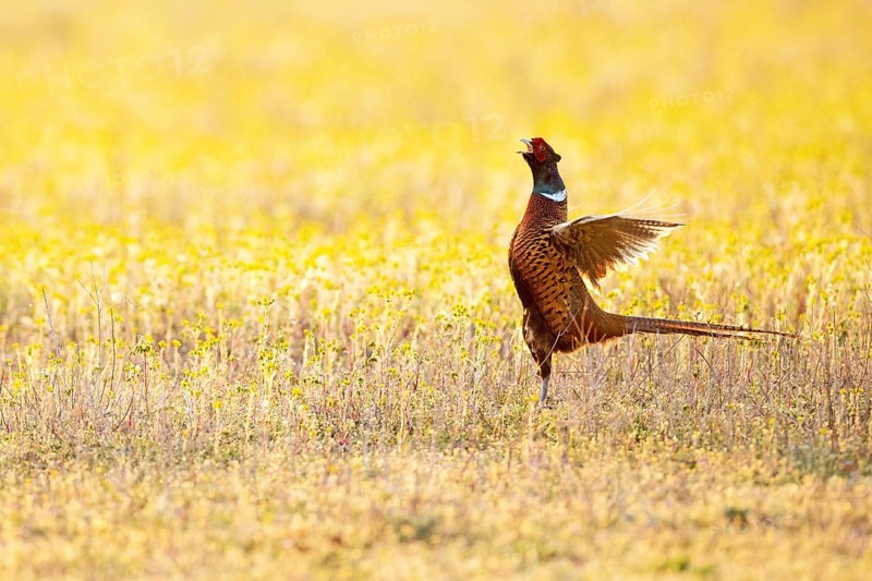 Pheasant