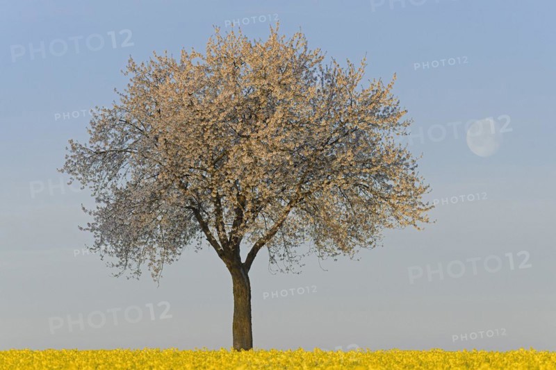 Solitary tree
