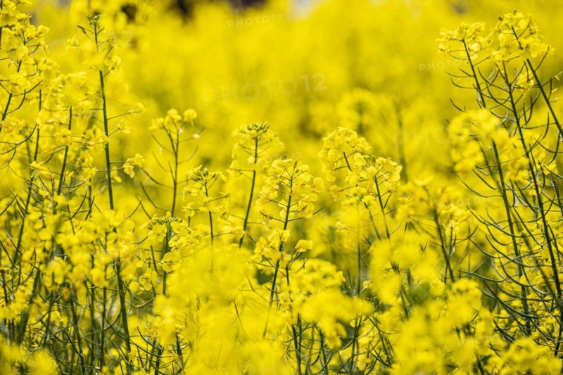 Field with rape