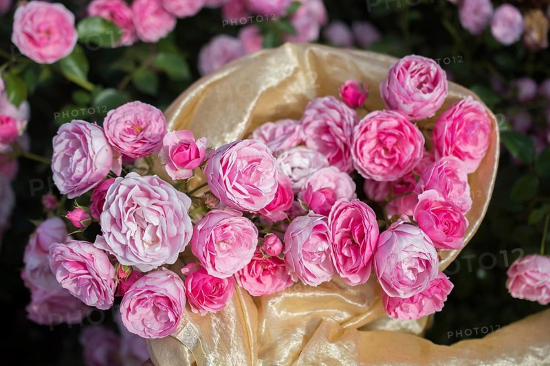 Blooming beautiful bunch of roses in spring garden
