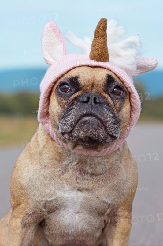 Cute French Bulldog dog dressed up with Halloween costume in shape of pink knitted unicorn hat