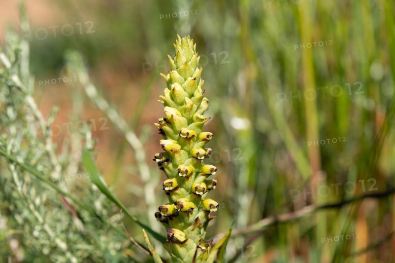 Monkshood orchid