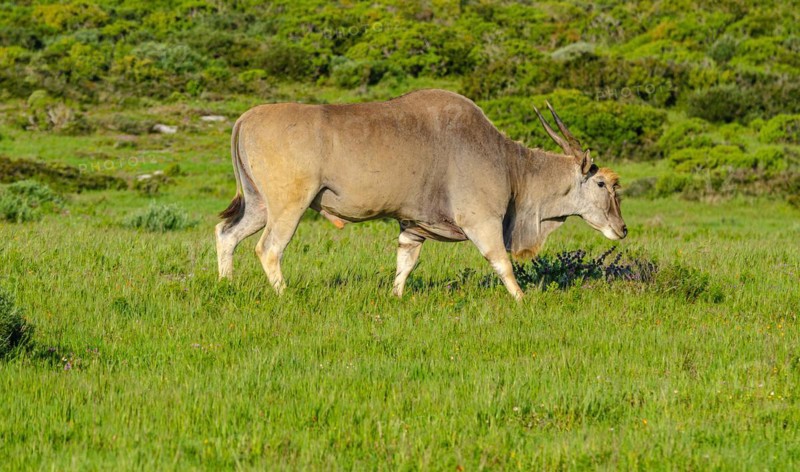 Common eland
