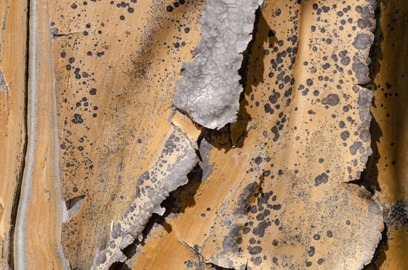 Quiver tree bark