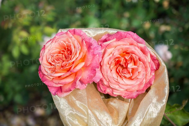 Blooming beautiful bunch of roses in spring garden