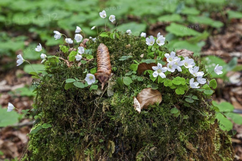 Flowering common wood sorrel